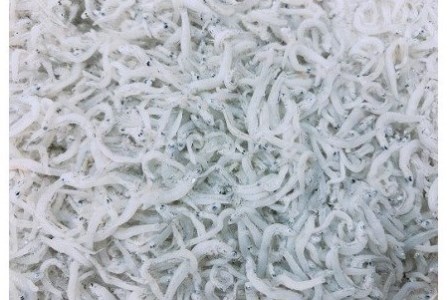 淡路島のふっくらやわらかい「釜揚げしらす干し」 1㎏入り×12個 合計12㎏