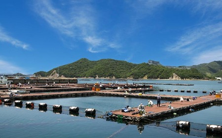 海上釣堀「一般・イカダコース」(6時間釣り放題)