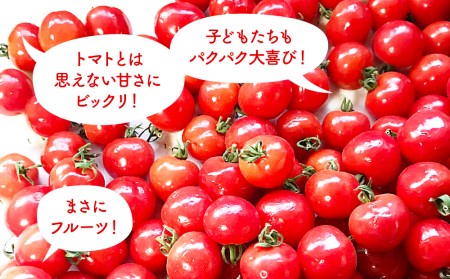 【アクアヴェルデAWAJI】旨味トマト　プチぷよ　20個
