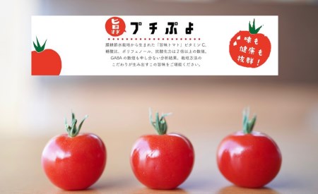 CP45SM-C 【アクアヴェルデAWAJI】旨味トマト プチぷよ 80個〔10月下旬発送開始〕