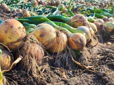 【あさひサンファーム】【20kg】兵庫県認証食品★特別栽培★淡路島たまねぎ