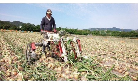 フルーツ玉ねぎ５kg【サイズ色々】淡路島フルーツ玉ねぎ5kg