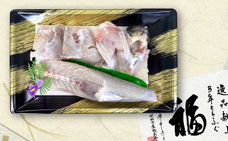 淡路島3年とらふぐ 活身欠き【ミガキ・1匹分】◆配送10月25日~3月31日