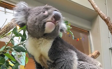 コアラのいる農業公園　淡路ファームパーク　イングランドの丘　入場券＆飲食利用券（ペア）