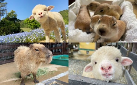 コアラのいる農業公園 淡路ファームパーク イングランドの丘 入場券&飲食利用券(小人用) コアラのいる農業公園 淡路ファームパーク イングランドの丘 入場券&飲食利用券(小人用)