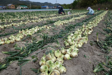 【新玉予約・サイズ色々】淡路島フルーツ玉ねぎ7kg