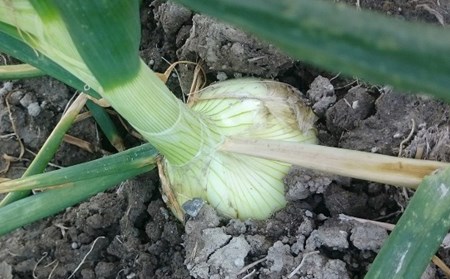 【新玉予約】淡路島産新玉ねぎ5kg　◆配送2月中旬～