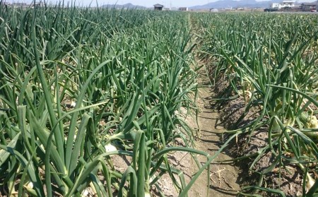 【新玉予約】淡路島産新玉ねぎ5kg　◆配送2月中旬～