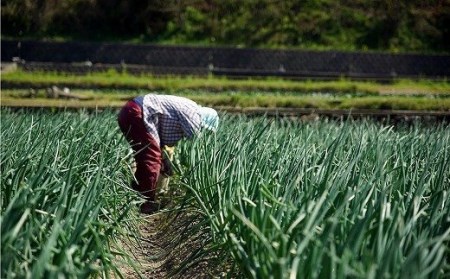 【ケンちゃんファーム】＼うまい玉ねぎできたでー／特別栽培・黄赤玉ねぎ食べ比べセット　3kg