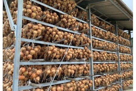 淡路島極熟玉葱6kg　シャーロットオニオン　玉ねぎ大国淡路島からの玉ねぎ