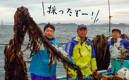 漁師直送】湯通し塩蔵わかめ300ｇ×7袋【淡路島鳴門海峡原産】｜兵庫県