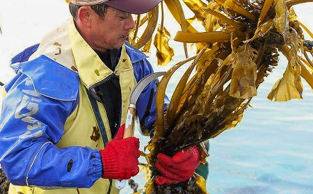 【漁師直送】湯通し塩蔵わかめ300ｇ×7袋【淡路島鳴門海峡原産】