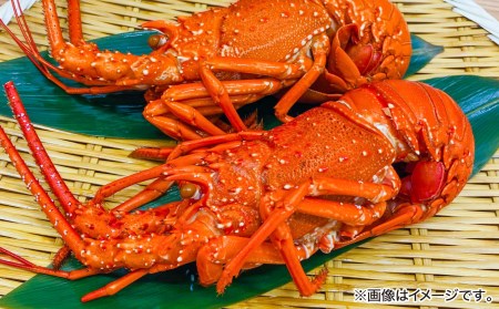 【花光】【年末年始配送日指定可】海老の王様!天然イセエビボイル(小2尾~3尾)【受取も安心♪冷凍便】