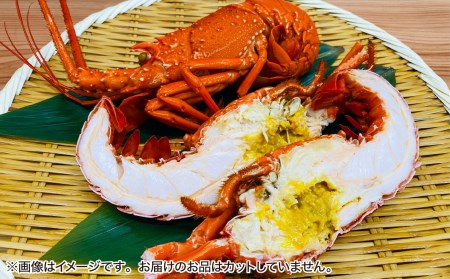 【花光】【年末年始配送日指定可】海老の王様!天然イセエビボイル(小2尾~3尾)【受取も安心♪冷凍便】