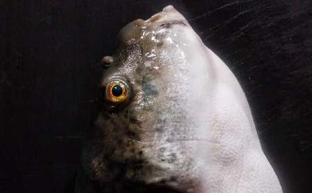 熟成てっちりセット(四人前)