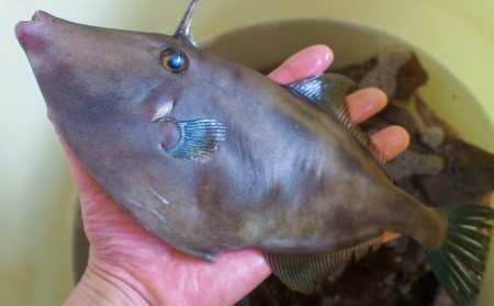 【花光】淡路産天然ウマヅラハギ(長はげ)1kg