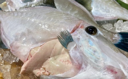 【花光】淡路産天然ウマヅラハギ(長はげ)1kg