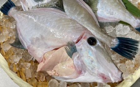 【花光】淡路産天然ウマヅラハギ(長はげ)1kg