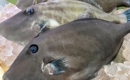 【花光】淡路産天然ウマヅラハギ(長はげ)1kg