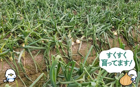 新玉ねぎ　淡路島　南あわじ市　3ｋｇ　超極早生【配送２月下旬～３月下旬】