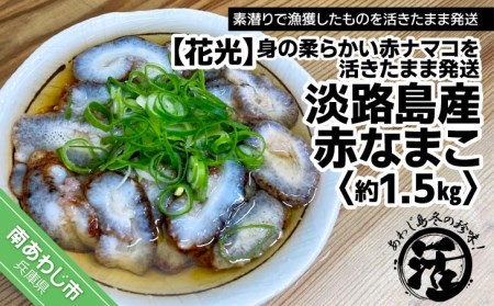 【花光】【あわじ島冬の珍味！身の柔らかい赤ナマコを活きたまま発送】淡路島産 赤なまこ（活）約1.5ｋｇ