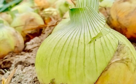 農家直送!【奈良農園】淡路島玉ねぎ ≪10kgサイズ色々≫