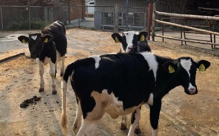 淡路島ジェラート6個セット