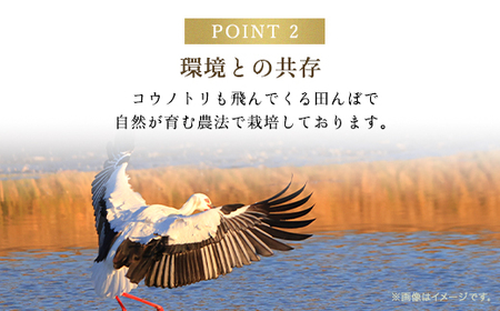 【令和6年新米先行予約/9月発送開始】高本さんちのお米 コシヒカリ【特別栽培米】5kg×5袋（一度にまとめて配送） AS2F5