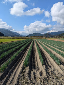 朝来市特産 岩津ねぎ 2kg (太さにより14~24本) MLサイズ混載 AS51AB57-2