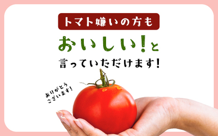 7月4日まで！！！ ＼数量限定／ 坪井農園の厳選！こだわりトマト（12～15個入り） 期間限定 限定 トマト とまと 期間限定 人気 桃太郎 桃太郎トマト 桃太郎トマト 美味しい おいしい 夏野菜 野菜 兵庫県 朝来市 AS2BB4