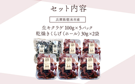 『生きくらげ』『乾燥きくらげ』食べ比べセット(生500g+乾燥60g)【農薬不使用】朝来市産『雲海きくらげ』 きくらげ キクラゲ 木耳 生キクラゲ 生木耳 乾燥キクラゲ 乾燥木耳 セット 食べ比べ 詰め合わせセット きのこ 無農薬 兵庫県 朝来市 AS2BA3