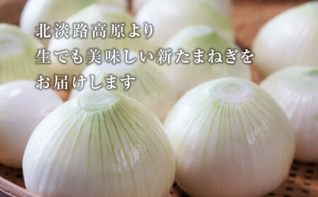 【新たまねぎ】こうめいさんの玉葱10kg【発送時期：2025年4月中旬～6月上旬頃】