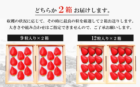 長畠高原苺園 朝採り大粒いちご【1月より順次出荷・お届け日指定不可】