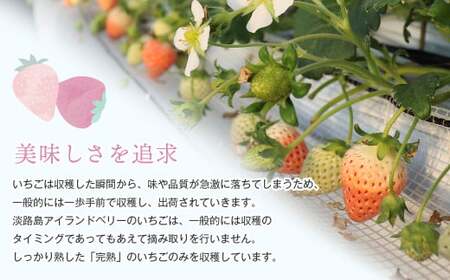 淡路島アイランドベリー　白苺淡雪　Mサイズ【2026年4月発送予約受付・お届け日指定不可】　[いちご]