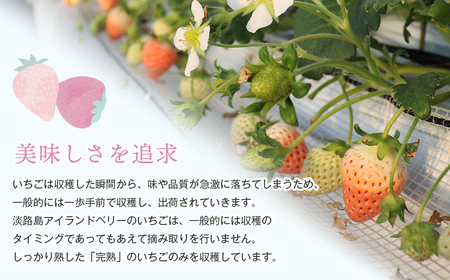 淡路島アイランドベリー　紅白いちご　淡雪/とちおとめ【2026年3月発送予約受付・お届け日指定不可】　[いちご]