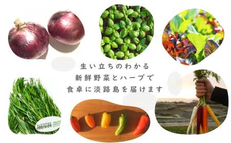 【定期便】彩り野菜と香るハーブセット　３回お届けセット　[野菜セット 野菜詰め合わせ]