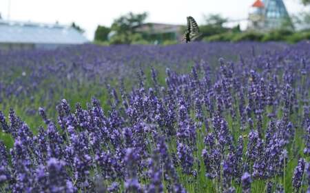 Suu HERBAL LAB アロマスプレー3本セット 除菌・消臭・ウイルス除去アロマスプレー
