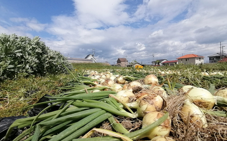 【淡路島のあま~い新玉ねぎ】淡路島ファーム太陽と海 から期間限定でお届け 2kg 【発送時期2026年3月中旬~5月中旬頃】