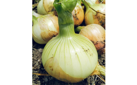 【淡路島のあま~い新玉ねぎ】淡路島ファーム太陽と海 から期間限定でお届け 2kg 【発送時期2026年3月中旬~5月中旬頃】