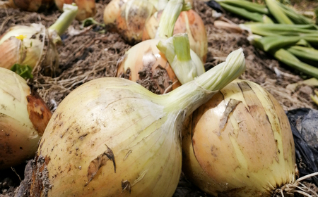 【淡路島のあま～い新玉ねぎ】淡路島ファーム太陽と海 から期間限定でお届け 5kg 【発送時期2026年3月中旬～5月中旬頃】 