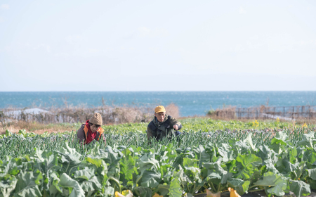 【淡路島のあま～い新玉ねぎ】淡路島ファーム太陽と海 から期間限定でお届け 5kg 【発送時期2026年3月中旬～5月中旬頃】 