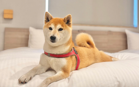 淡路島で愛犬と泊まれる宿<DOGGYWOOD>で使える宿泊ご優待券100,000円分