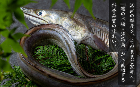 活〆淡路島産 鱧 (はも) 骨切り 【鮮度自慢】 1kg(500g×2袋) 冷凍