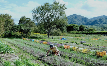 葉玉ねぎ 2.5kg【発送時期:2026年1月~3月頃】 淡路島産