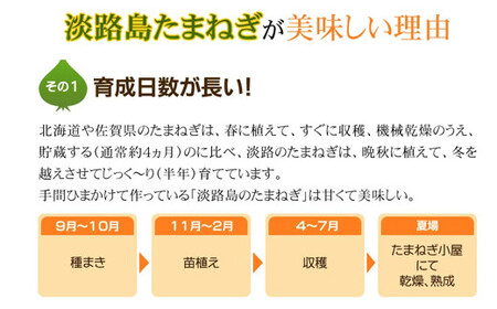 今井ファーム淡路島産フライドオニオン100g×5袋 | 兵庫県淡路市