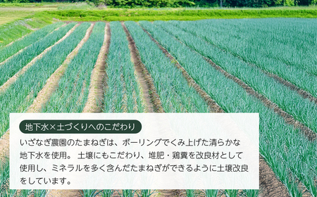 いざなぎ農園の淡路島たまねぎ 10kg　　[玉ねぎ 玉葱]