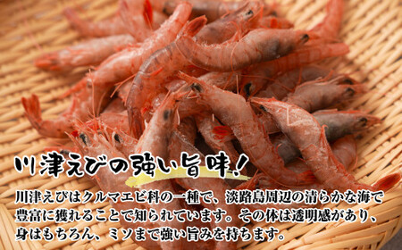 淡路島産 活川津エビ 800g　　[えび 海老]