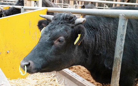 F2 宍粟牛 もも スライス(250g)と すき焼き わりした の セット 【 もも肉 黒毛和牛 国産 3年肥育 牛肉 贈り物 BBQ キャンプ ご褒美 冷蔵 】