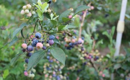 K11 しそうの “ 冷凍 ” ブルーベリー 1kg(500g×2)【 無農薬 冷凍 フローズン アイス ブルーベリー 果物 フルーツ 産地直送 国産 大容量 】