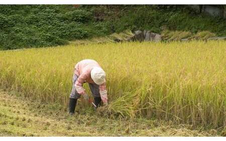 AJ5【令和7年産】新米 先行受付 播州 コシヒカリ 「 飯見の郷 」 白米 10kg　【 米 こめ コメ 精米 玄米 7年産 令和7年 新米 こしひかり 秀 棚田 限定 数量限定 兵庫県産 宍粟市産 しそうし 】